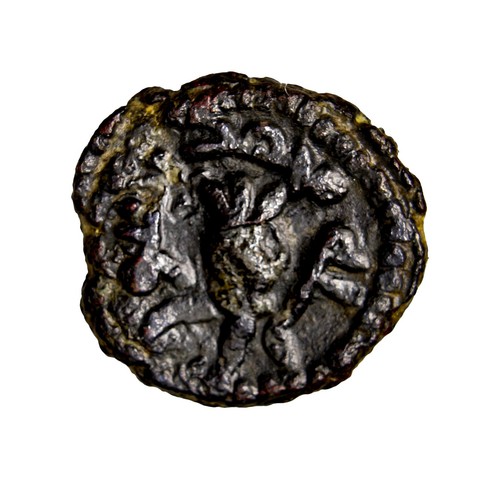 Fruit type umayyad - fruit,
